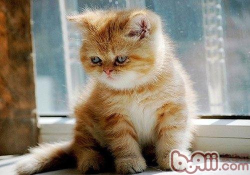 异国短毛猫是如何评分的