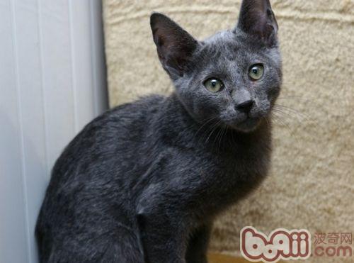 宠物猫下巴脱毛是什么问题