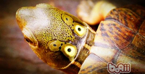 四眼斑水龟的豢养常识