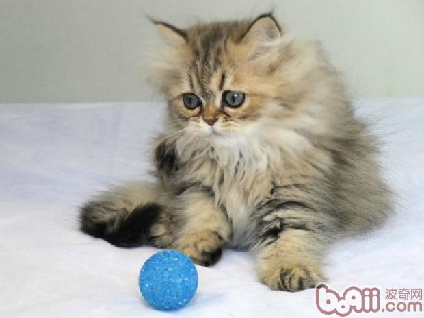 宠物猫总要离家出走如何解决