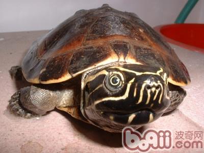 马来龟不妨通过平背甲上的6或7个椎盾来辨别