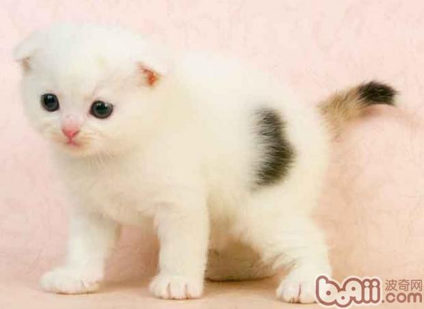 如何健康的喂养折耳猫
