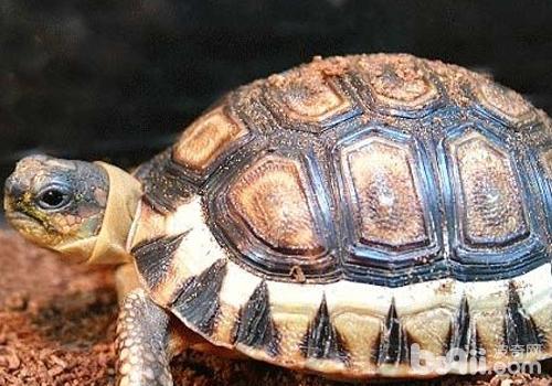 宠物龟的重要器官及特性
