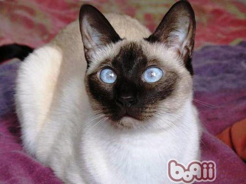 养小猫咪，你筹备好了吗