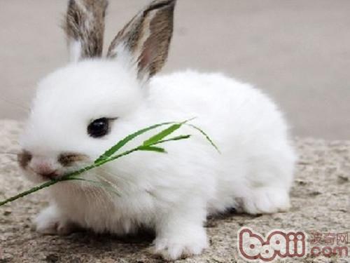 兔子忌食的食物