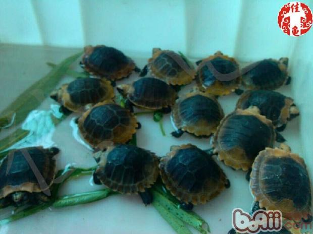 陆龟都是食斋吗？