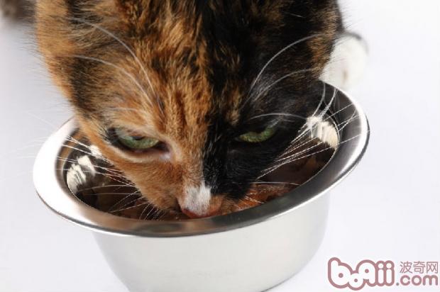 人类对宠物猫的八个误解