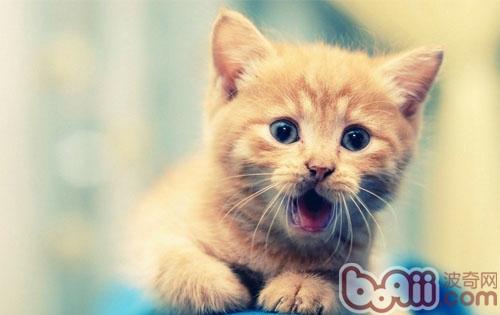 宠物猫喵喵叫其实是在表达不满