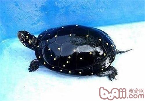 星点水龟的外表特性