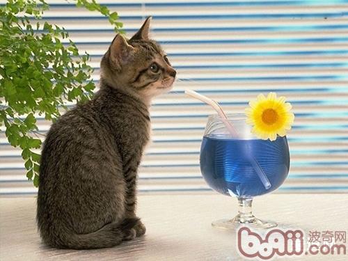 减少猫咪饮水量的方式