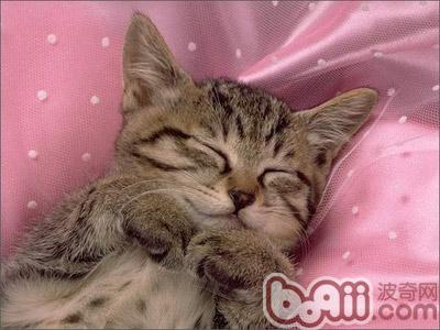 告诉你如何保护宠物猫牙齿