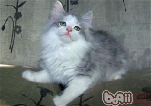 梳理长毛猫被毛的步骤