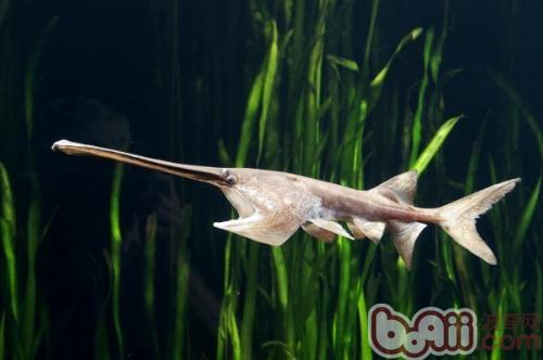 象鼻鱼的中国名字叫白鲟,又称中国勺吻鲟,是中国最大的淡水鱼