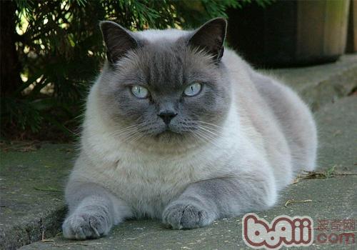 东奇尼猫品种介绍