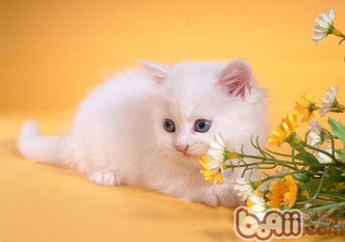 怎么样辨别波斯猫