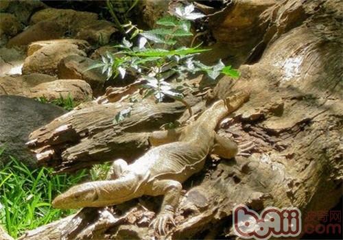 孟加拉巨蜥的栖息环境