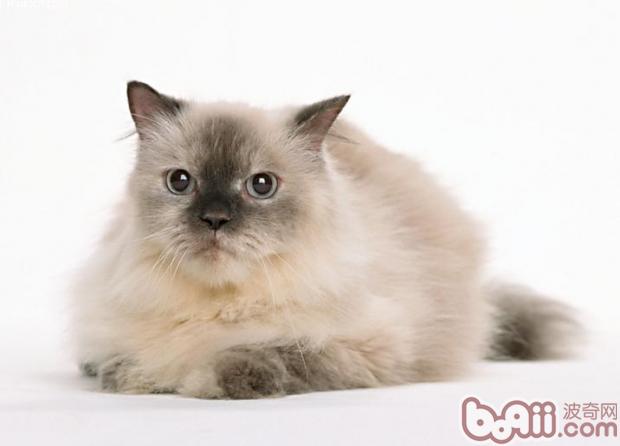 不要让宠物猫吃生鱼生肉