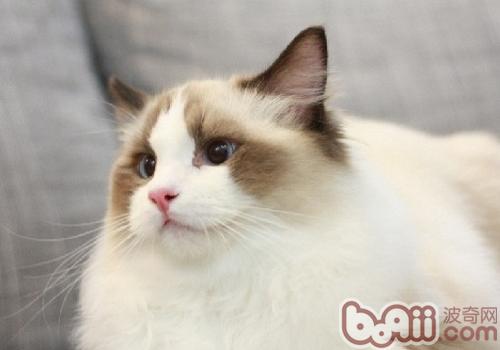 让布偶猫乖乖洗澡的小技巧