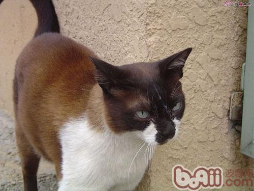 如何帮助宠物猫御寒