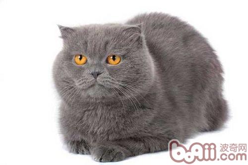 宠物猫为什么用舌头舔水喝