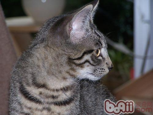 宠物猫的双眼晚上为何发亮