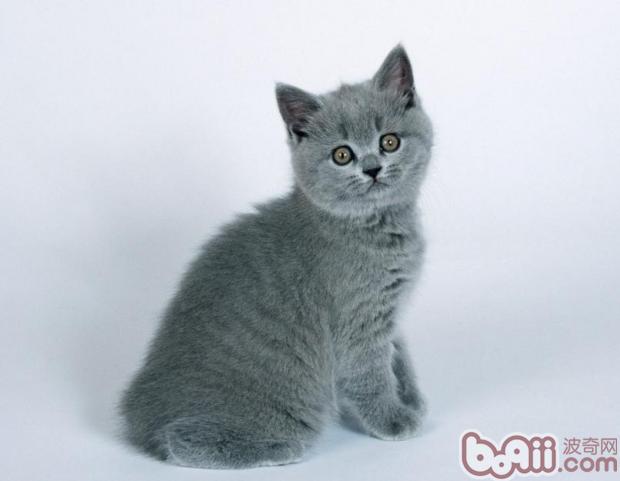 宠物猫空运时候应该注意什么