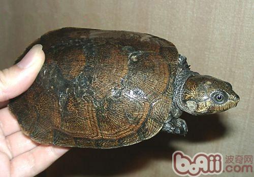 马达加斯加大头侧颈龟的外表特性
