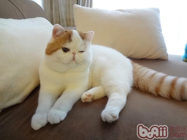 宠物猫会对主人忠诚吗
