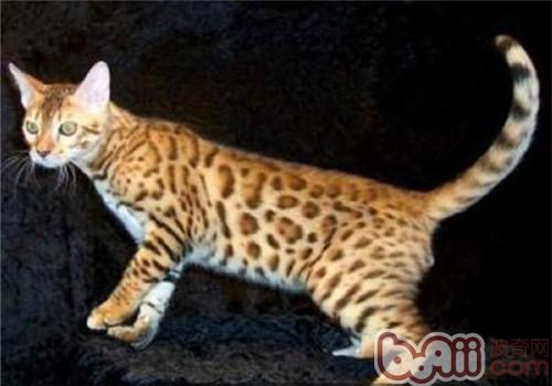 加州闪亮猫形态特点