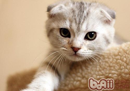 怎么样分辨纯种苏格兰折耳猫