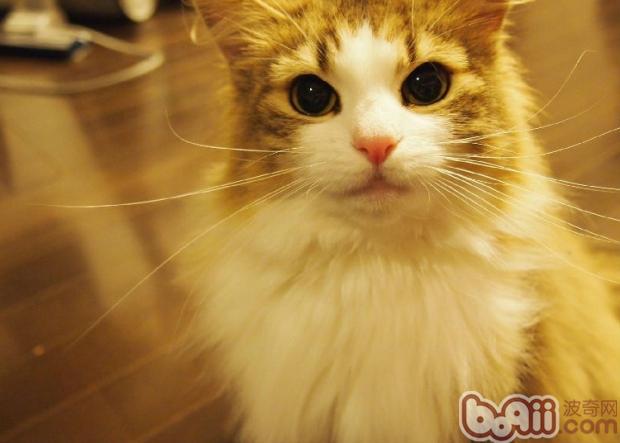 健康挪威森林猫的选择和购买指南