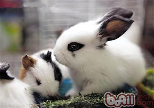 怎么样让二只宠物兔宁静相处