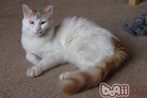 土耳其梵猫的性格特点特点