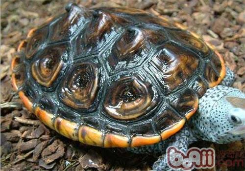 德州锦钻纹龟的种类简介