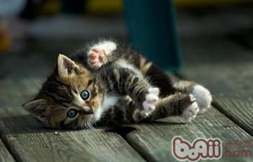 宠物猫磨爪的不相同种类型