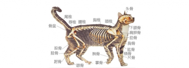 拉猫尾巴会引导拉罕见不科学根据