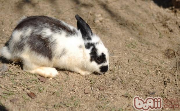 兔兔吃苜宿草的需要性