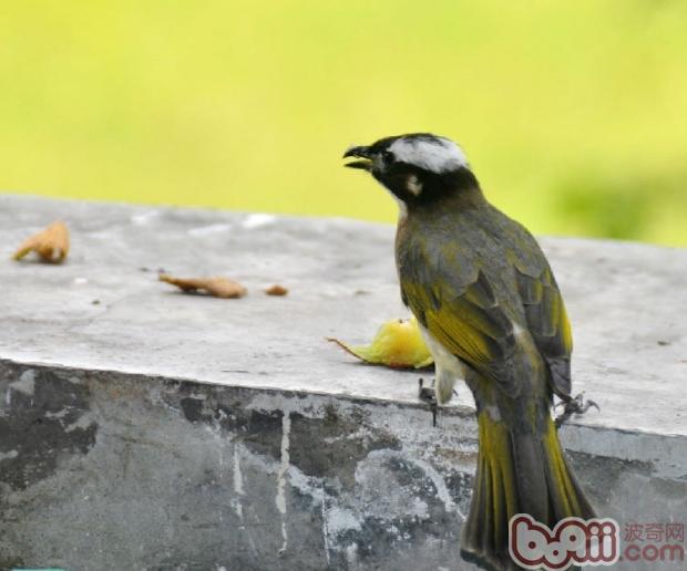 白头翁的豢养注重事项