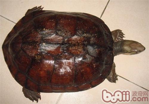 艾氏拟水龟分散在华夏福修、贵州等地,休息在海拔500米的山间