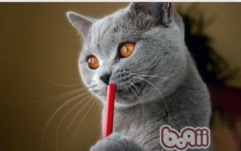 宠物猫可以尝出不同味道吗