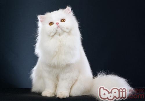 波斯猫品种介绍