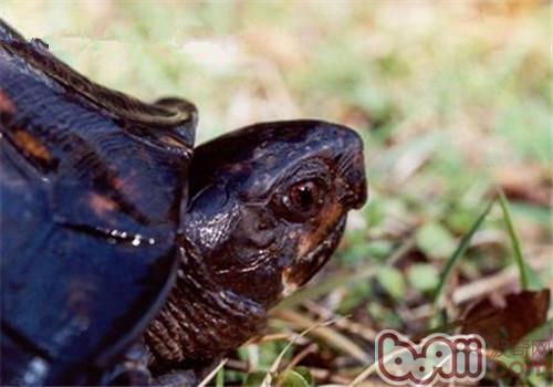 卡罗莱纳箱龟的外表特性