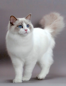 布偶猫(ragdoll)CFA尺度