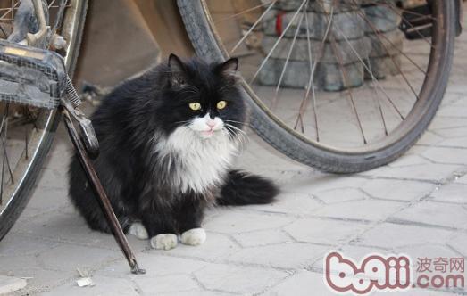 怎么样正确的饲养流浪猫