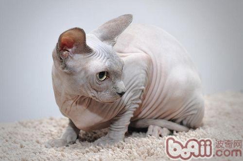 宠物猫为何好奇心强