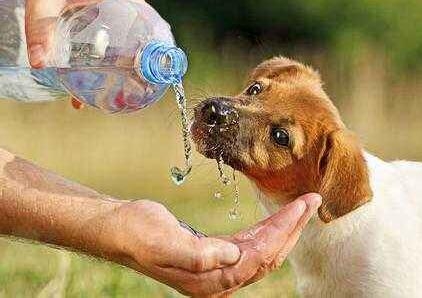 狗狗喝什么水佳?狗狗喝水的注沉事项