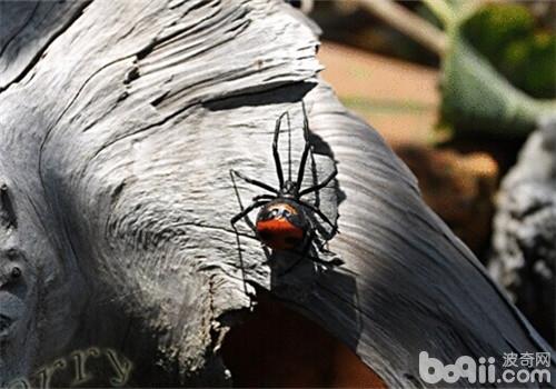 红斑寇蛛的形态特性