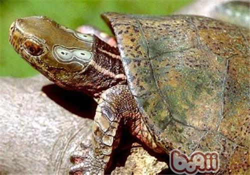 四眼斑水龟的外表特性