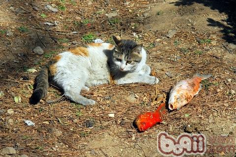 让宠物猫吃鱼的时候应该注意什么