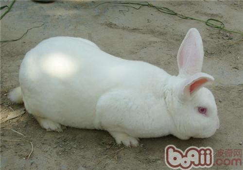 新西兰兔的种类简介